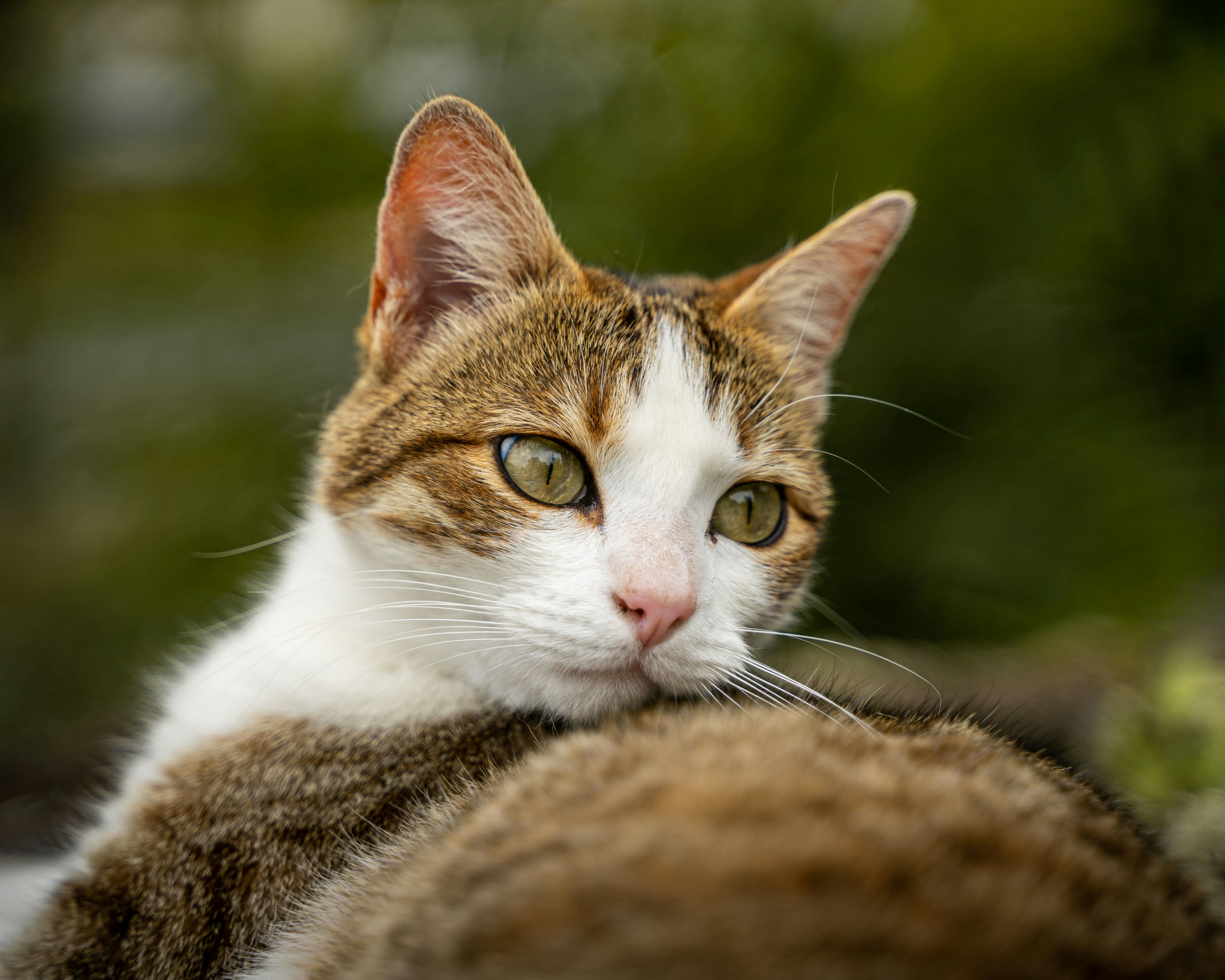 brown and white cat on brown textile